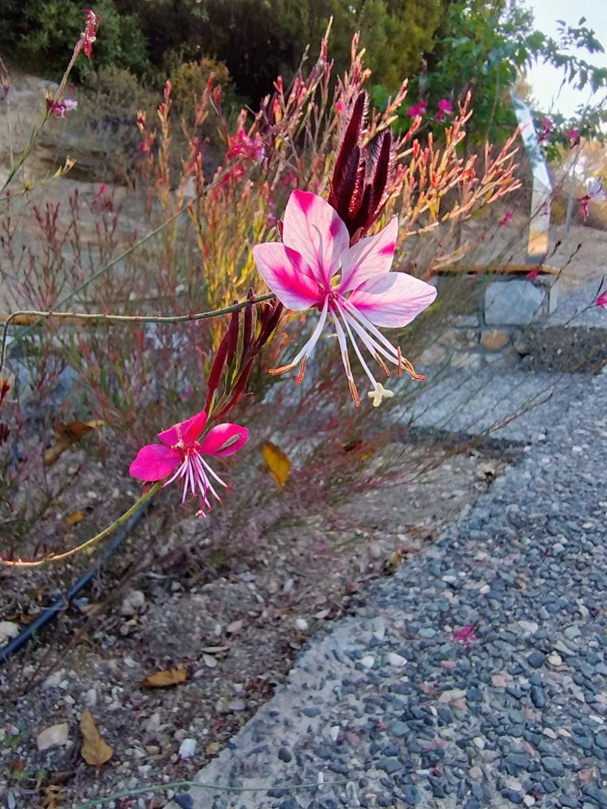 Flower in Stageira