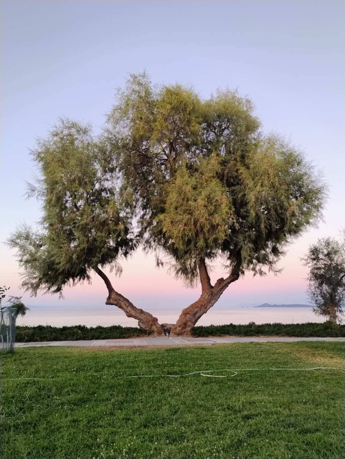 Tarnisk tree